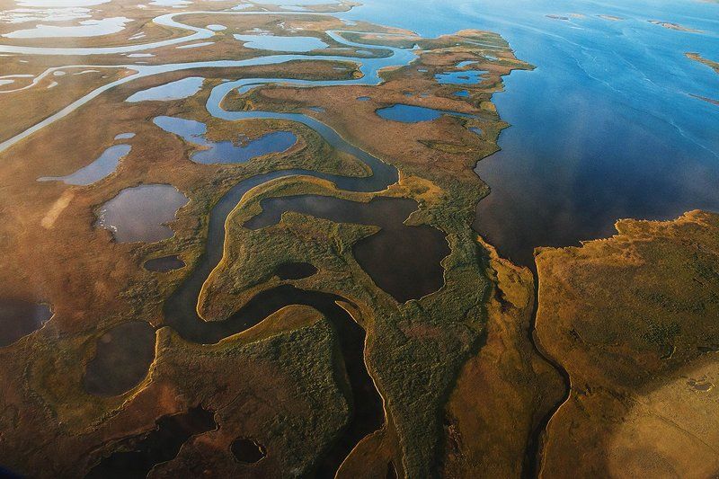 Орел в тундре фото превью