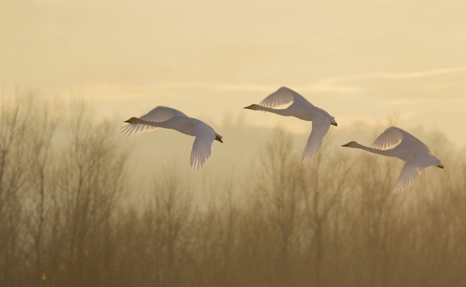 , Desislava Todorova