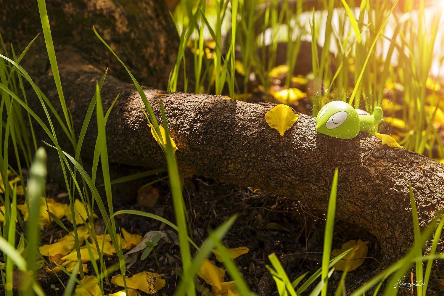 , Hinagiku Photography - Bảo L&acirc;m