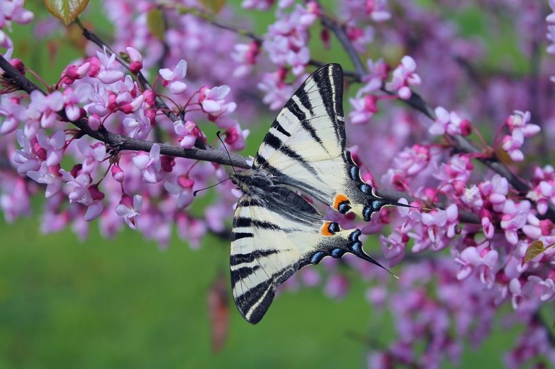 Подалирий.(лат. Iphiclides podalirius)  фото превью