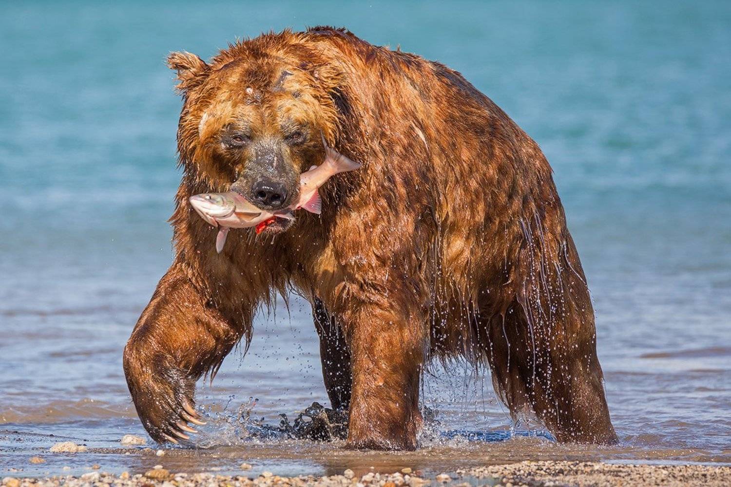 камчатка, медведь, природа, путешествие, заповедник, животные, Денис Будьков