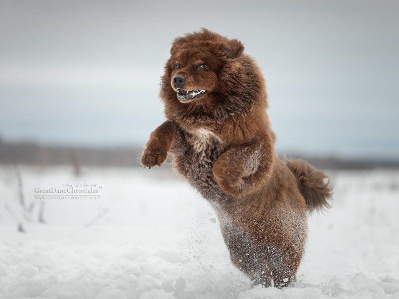 tibetan mastiff tibetan mastiff фото превью