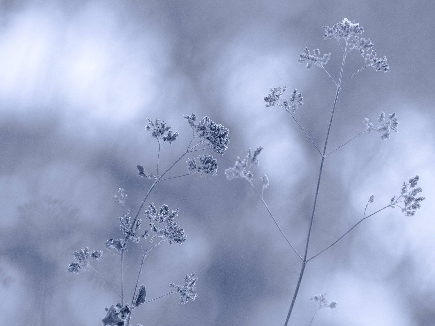 , Юрий Пужалин