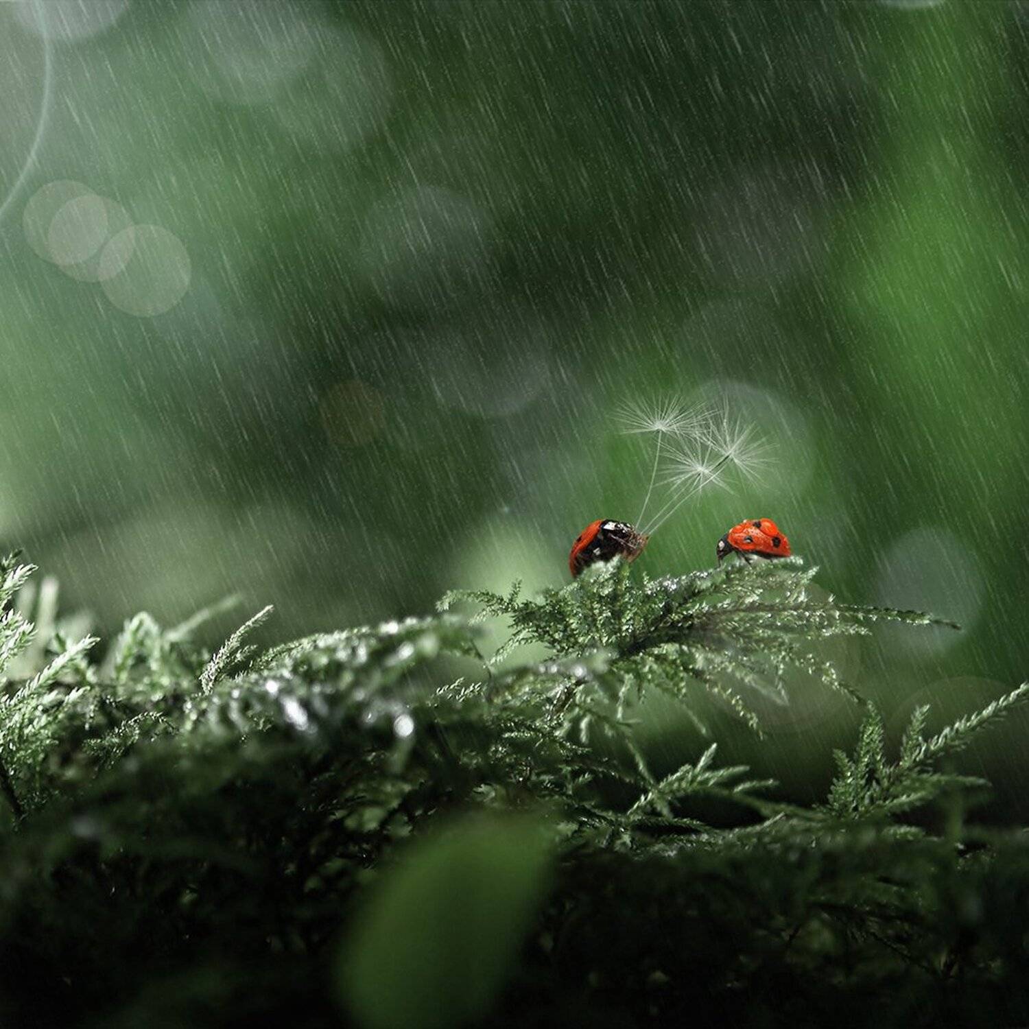 , Рублёв Дмитрий