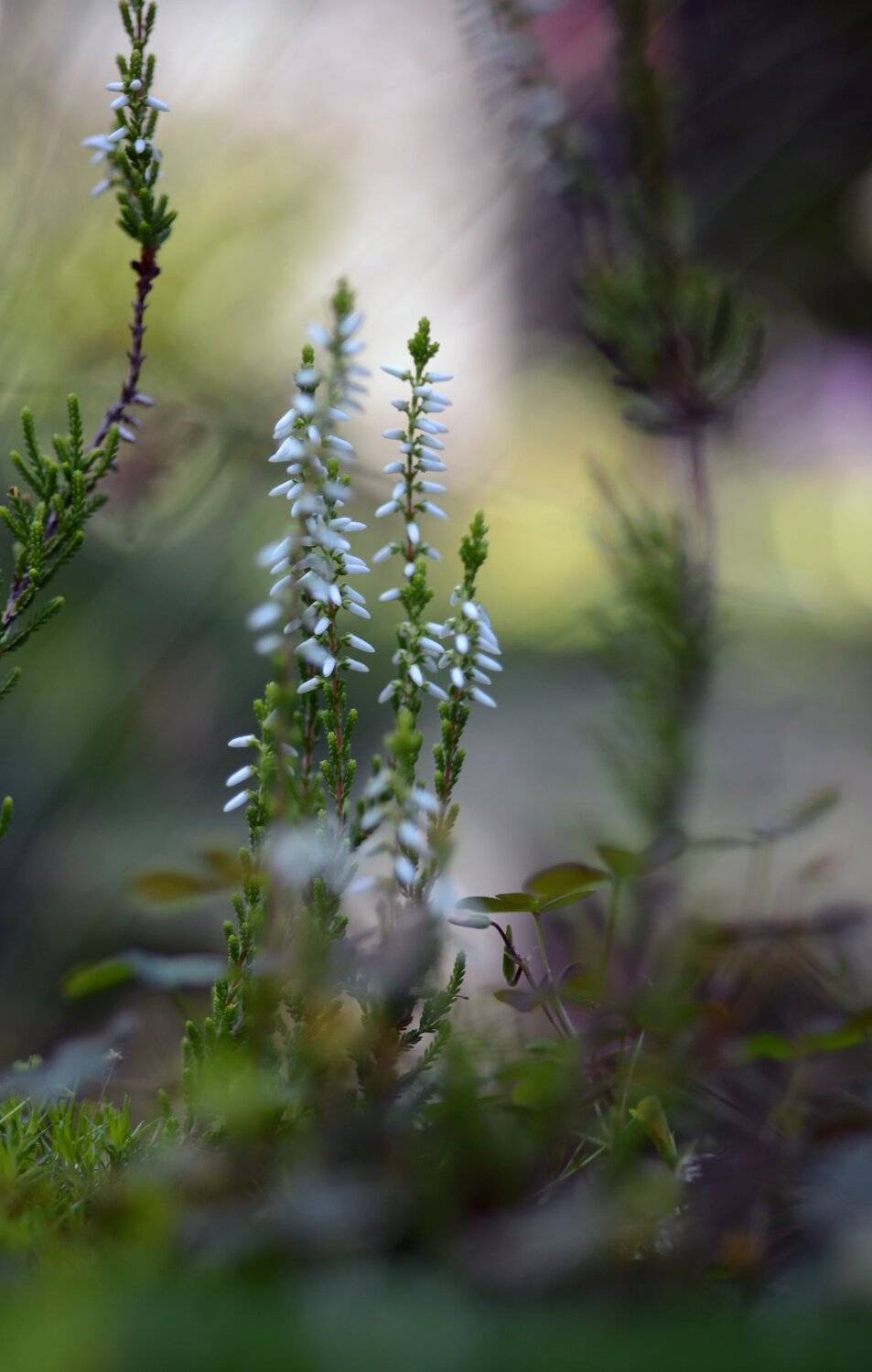 природа, макро, растения,цветы, вересковые, эрика, Неля Рачкова