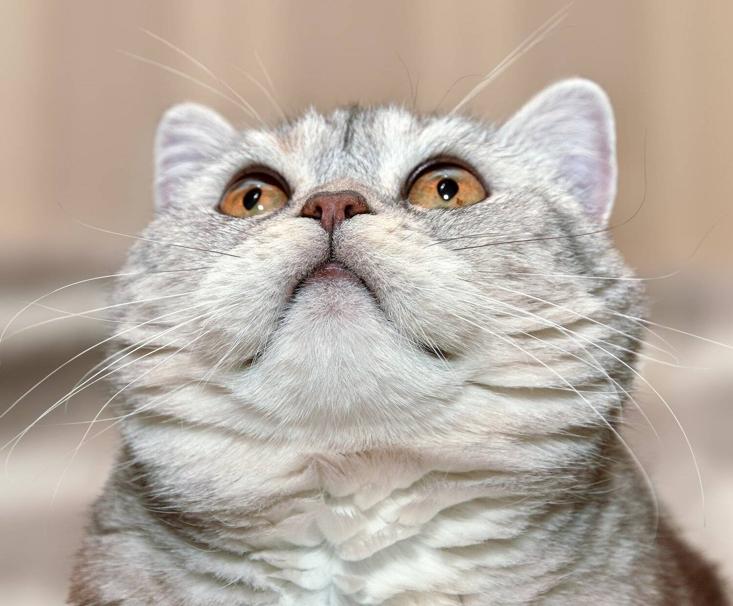 , Олег Богданов