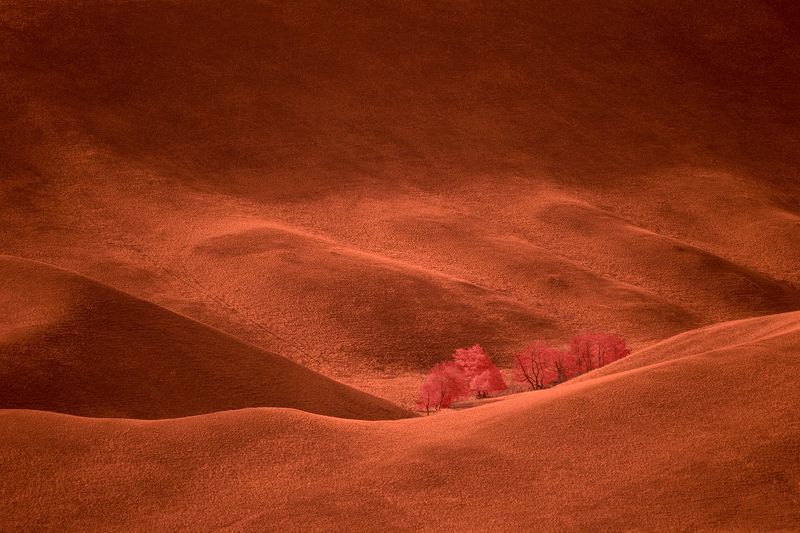 ir,infrared,velvet,hills,landscape, пейзаж,холмы,фильтр,инфракрасный, Бархатные холмы. фото превью