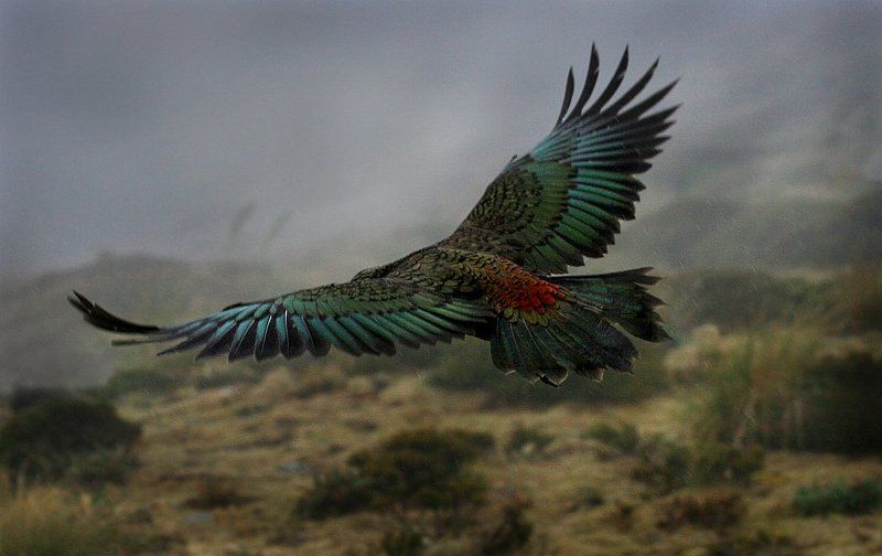 new zealand, 2005 Полет в непогоду. фото превью