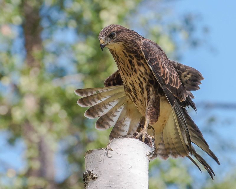 Молодой канюк фото превью