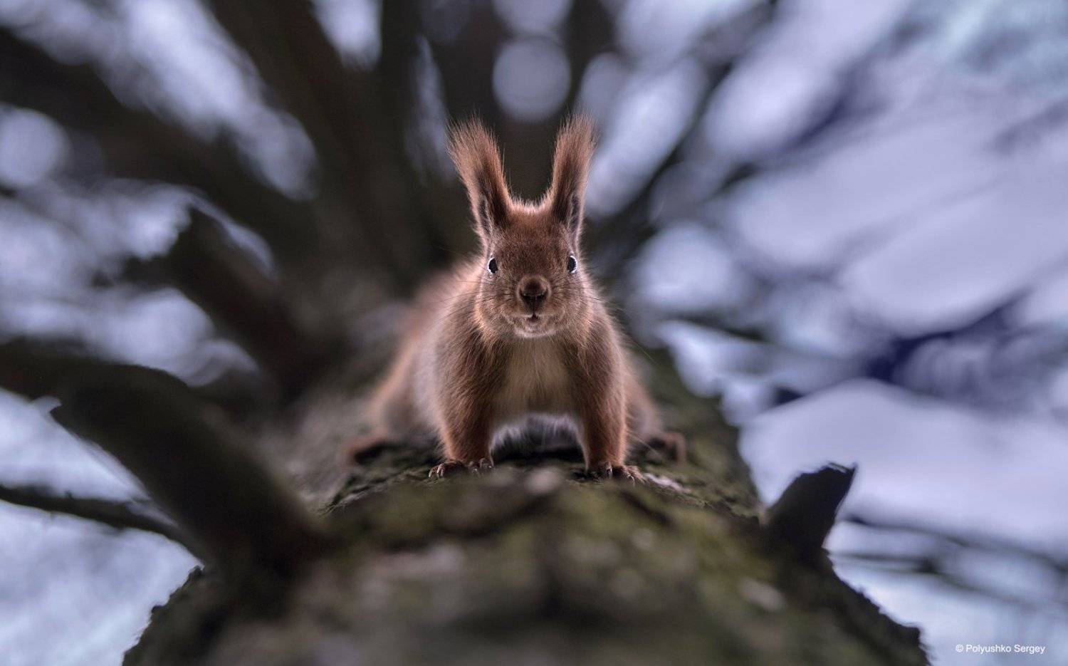 , Полюшко Сергей