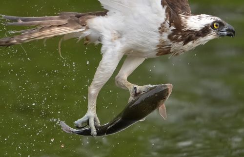 Osprey dive