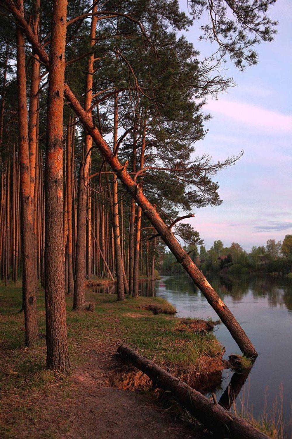 мещера, пра, май, вечер, сосны, река, берег, 5d, Лопухов Сергей