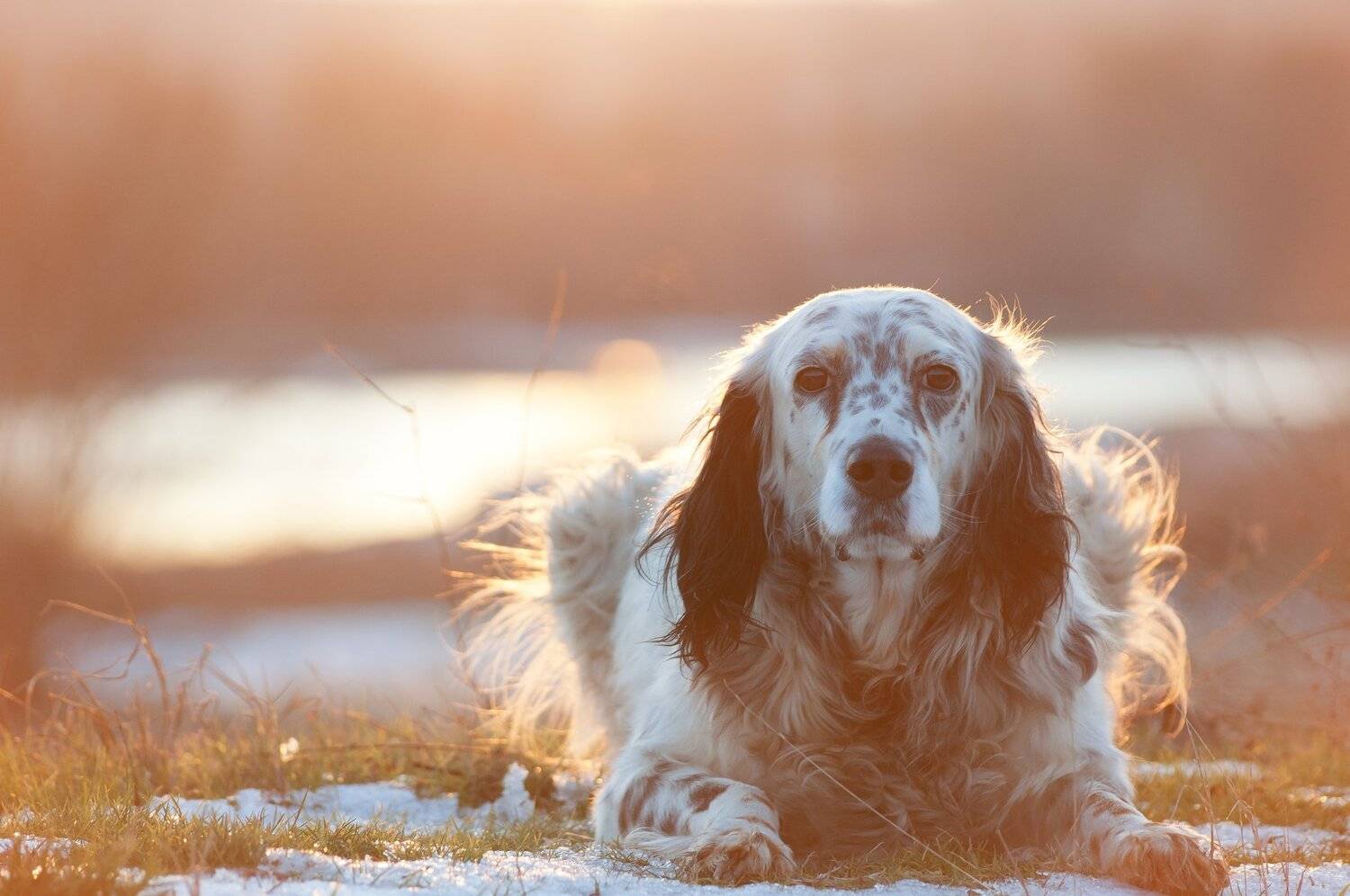 nikon d90,sigma 70-300,, Tihomir Petkov