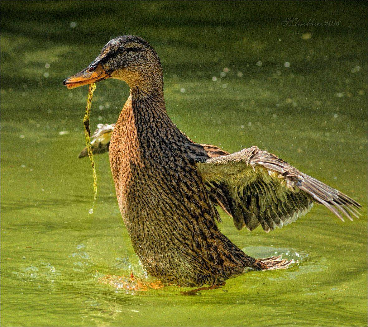 утка, вода, лето, Sergey Drobkov