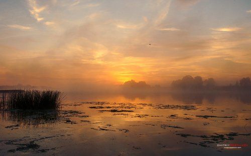 Позолочен туманным рессветом.
