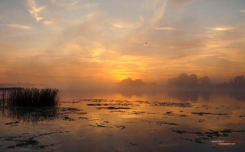 Дубна, Пейзаж, Природа, Рассвет, Река, Солнце, Туман, Утро Позолочен туманным рессветом. фото превью