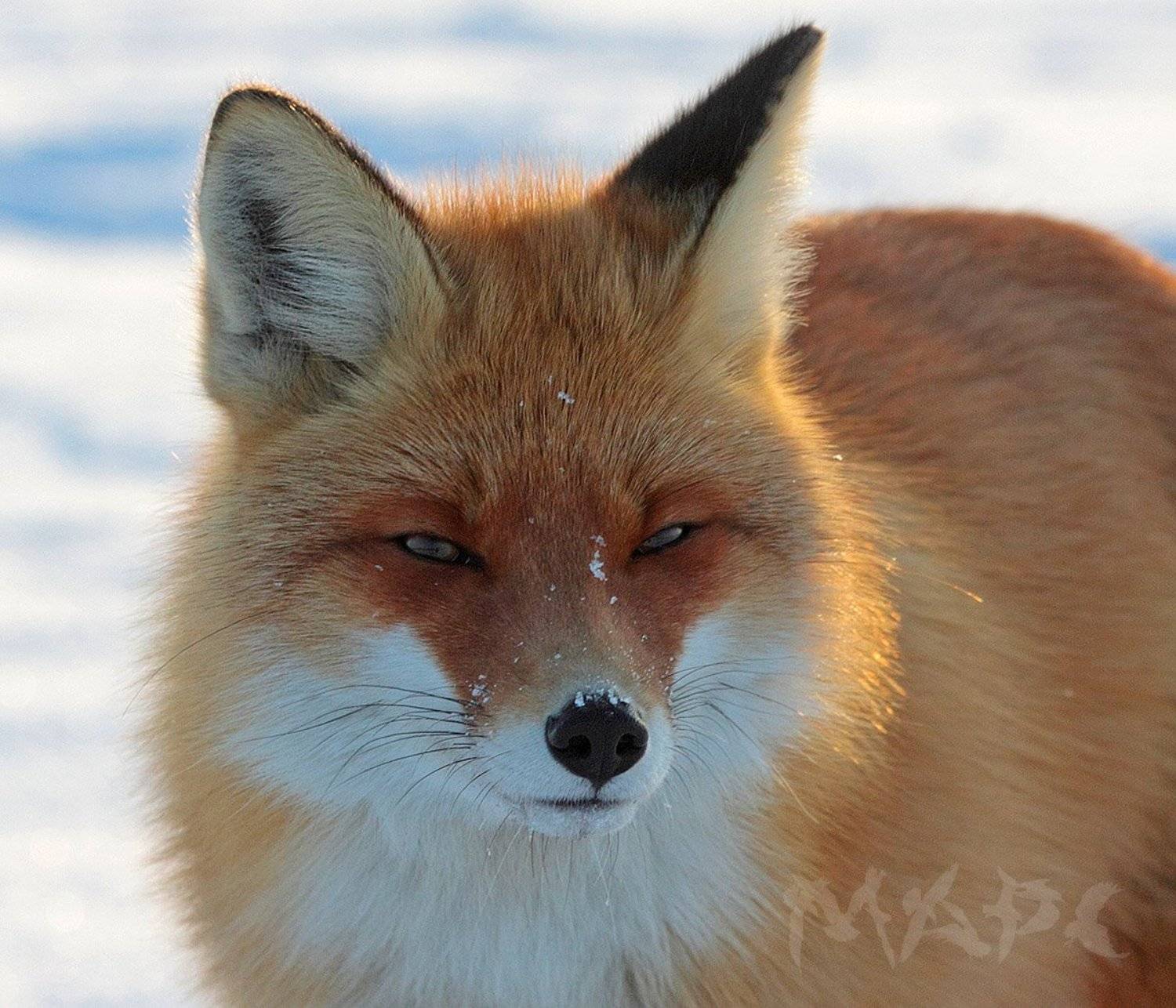 животные лиса зима, Шангареев Марс
