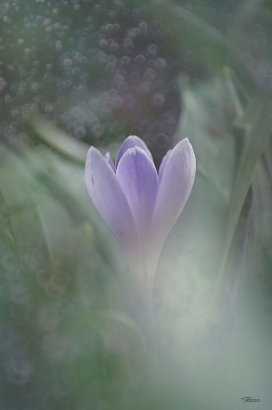 Шафраны фото превью