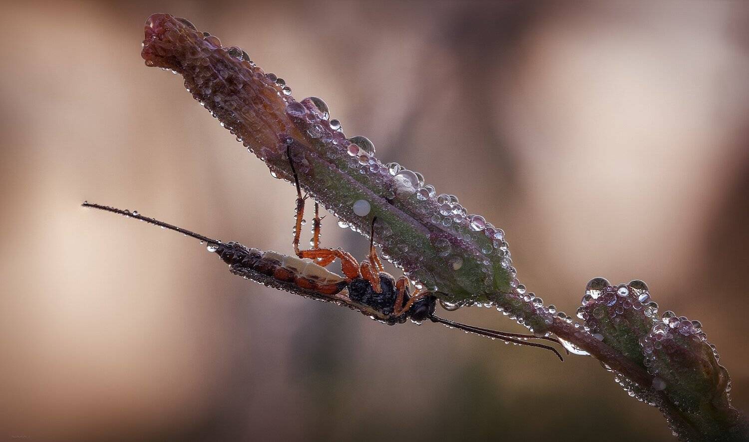природа, насекомые, макро, Дмитрий Посевич