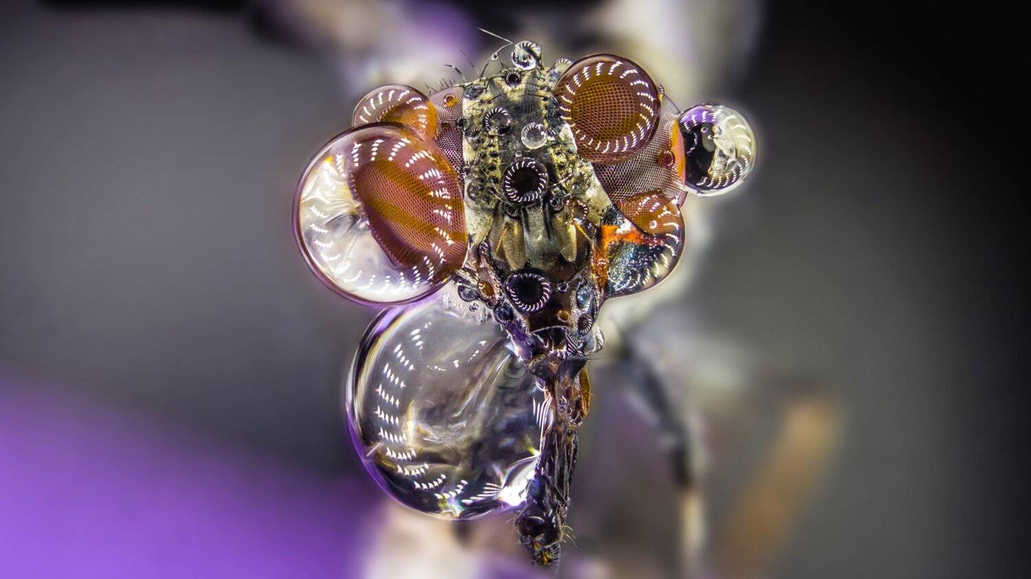 Автор: Tsvetan Ganev ceclii,macro,lgg4, Tsvetan Ganev