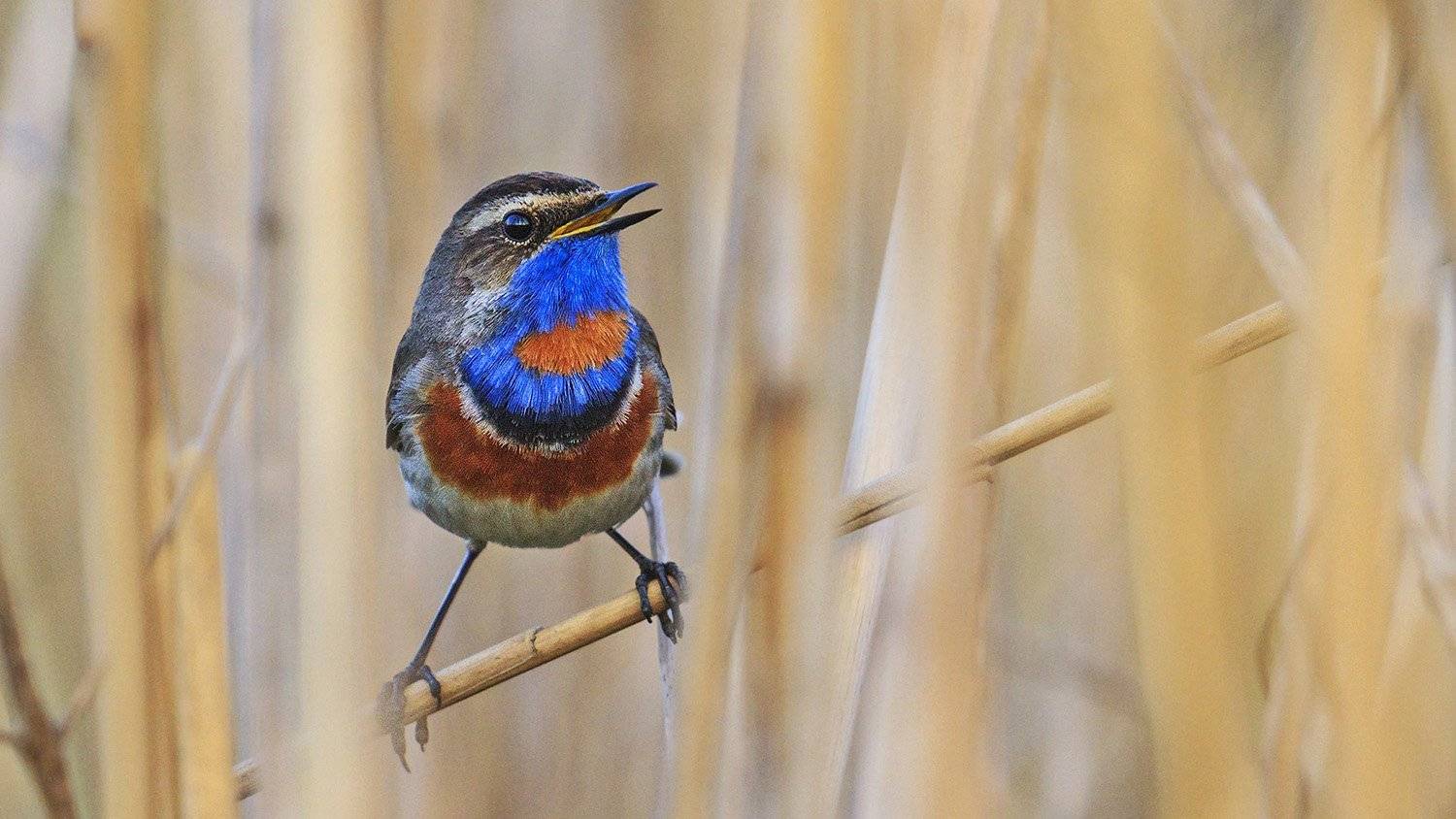 варакушка , bluethroat, Костянтин Пазюк