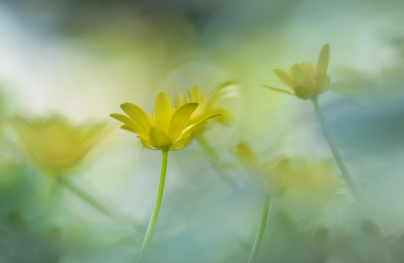 Весенняя феерия  фото превью