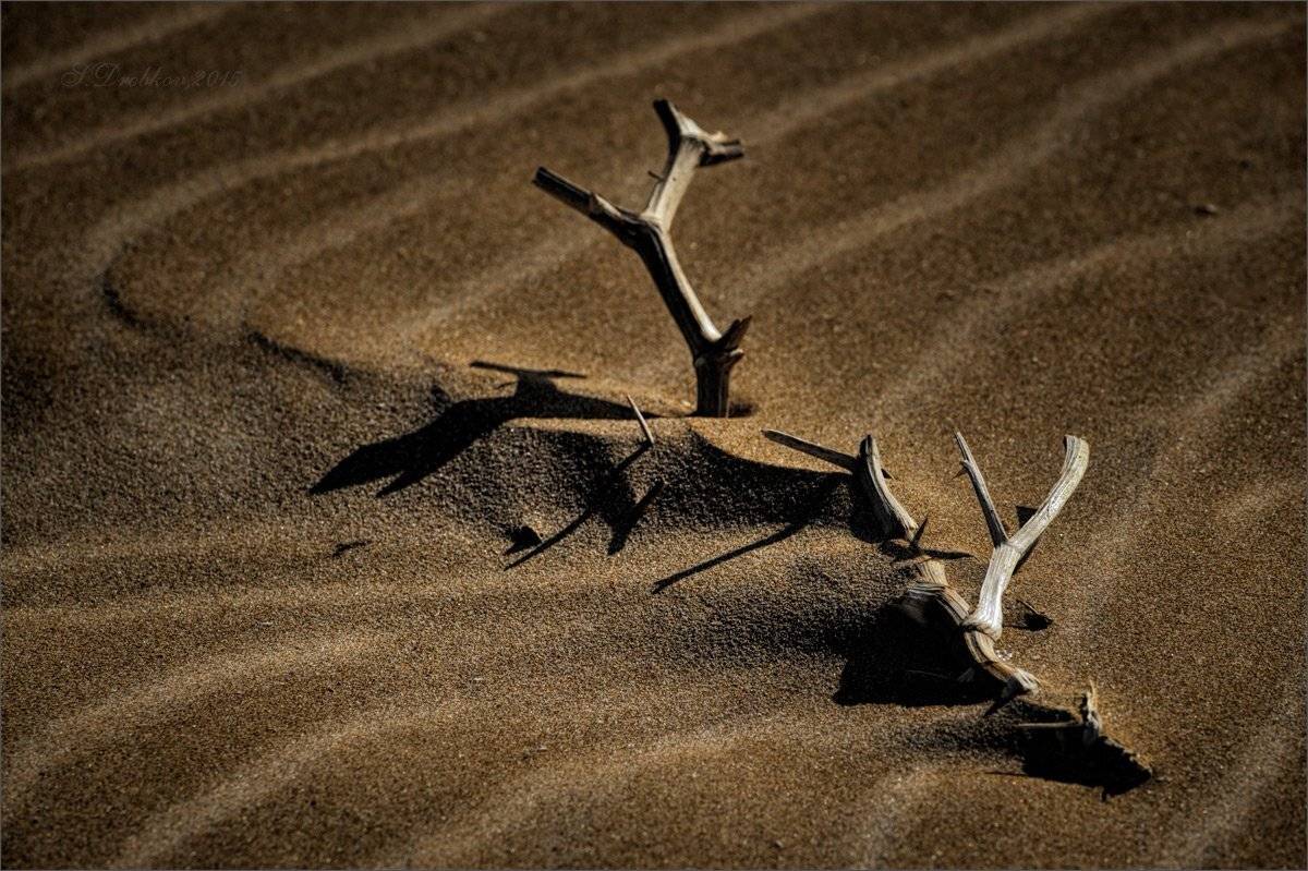 пляж, ветка, песок, Sergey Drobkov