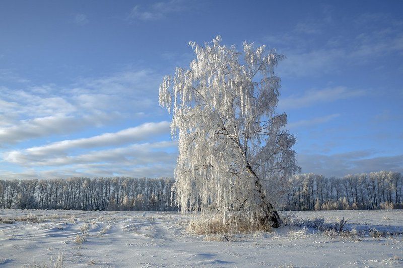 Во поле береза стояла ... фото превью
