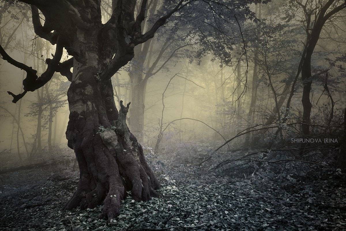 сказочный лес туман чинара, Шипунова Ирина