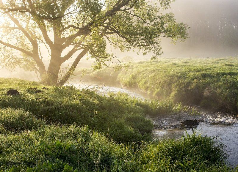 Весенний свет... фото превью