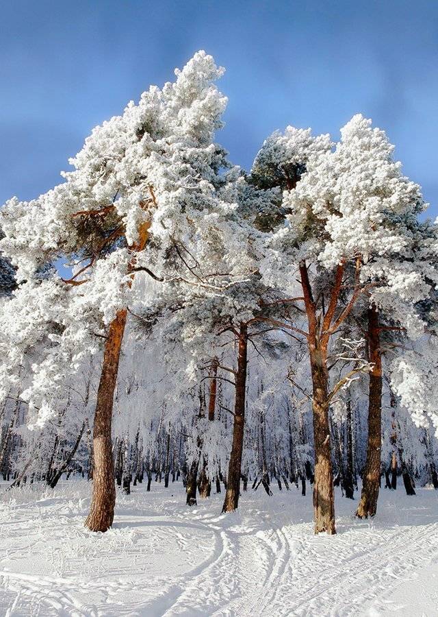 , Лопухов Сергей