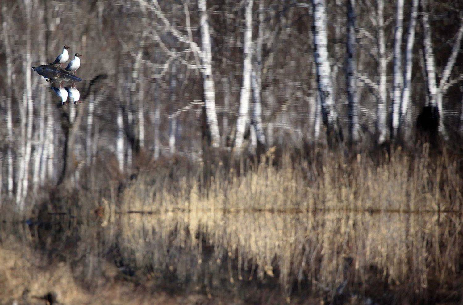 , Васенин Валерий