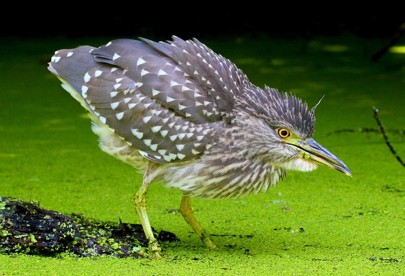 птицы, цапля, кваква Молодая кваква, или ночная цапля фото превью