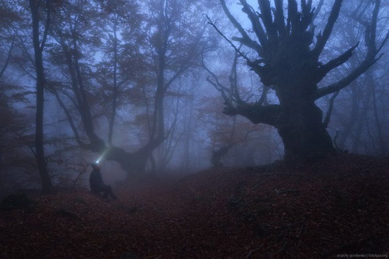 Леса фото превью