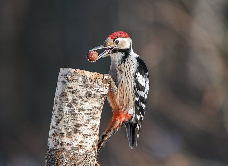 Белоспинный дятел фото превью