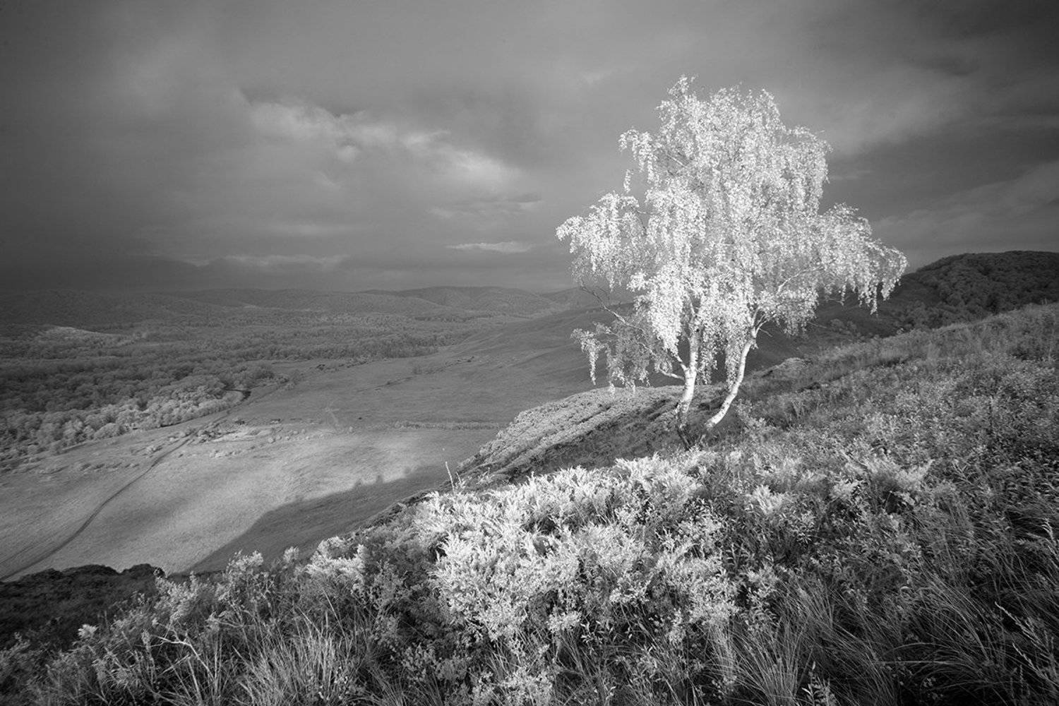 инфракрасный,фильтр,пейзыж,урал,дерево,ir,infrared,landscape,ural,, Олег Грачёв