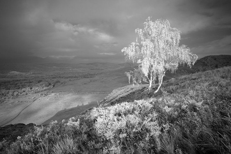 инфракрасный,фильтр,пейзыж,урал,дерево,ir,infrared,landscape,ural, Южный Урал. фото превью