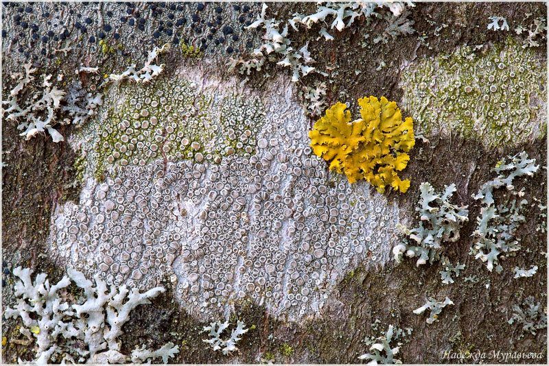 лишайники Сбоку бантик фото превью