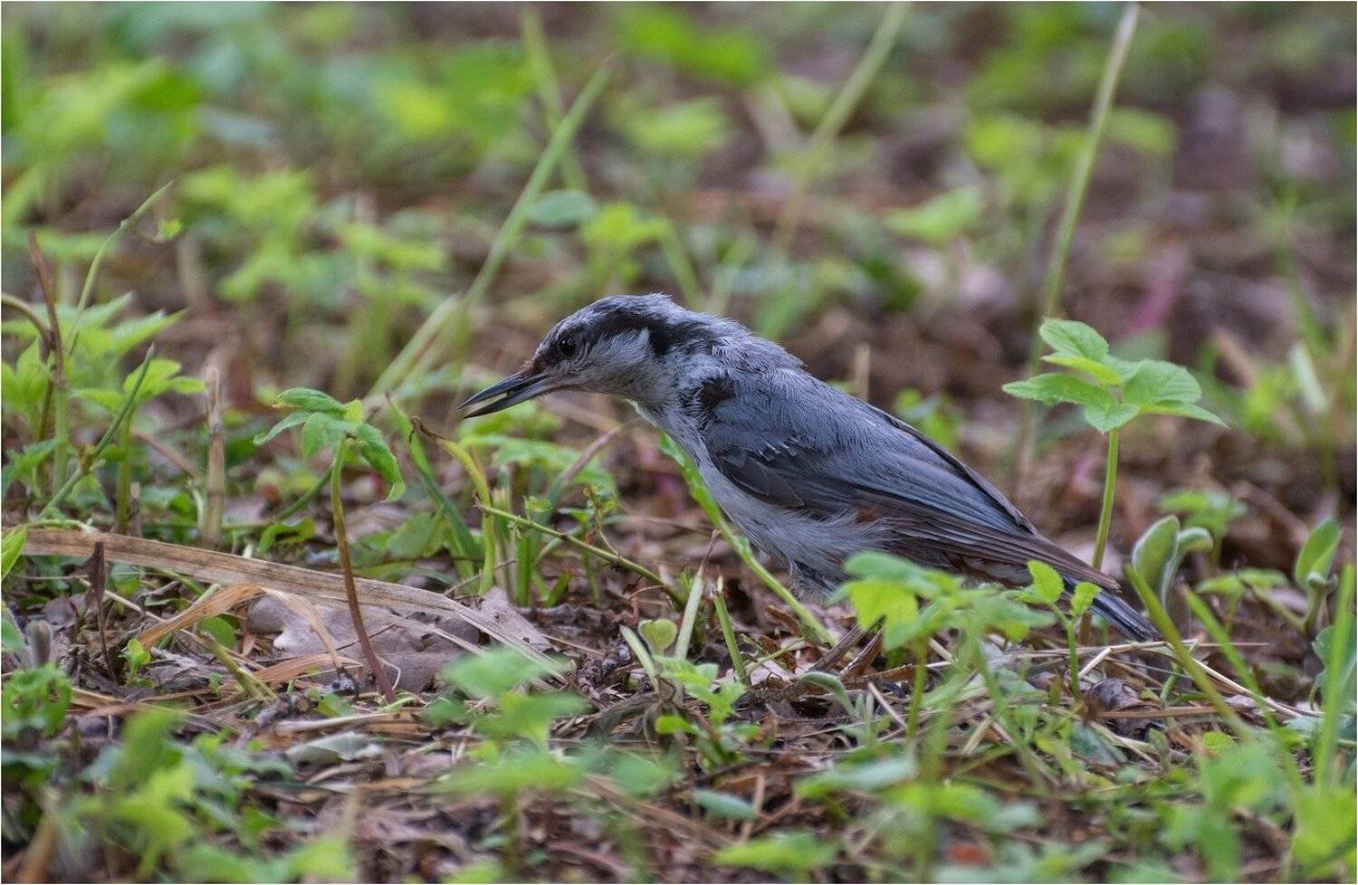 , Руслан Сигушин