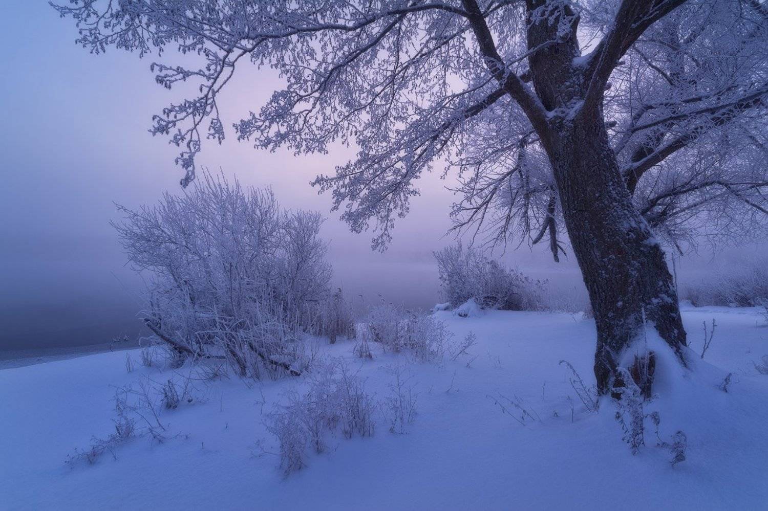 пейзаж, зима, зимнее фото, иней, мороз, туман, утро, рассвет, пейзажная фотография, шатура, озеро, никон, сигма, фототуры выходного дня, Жмак Евгений