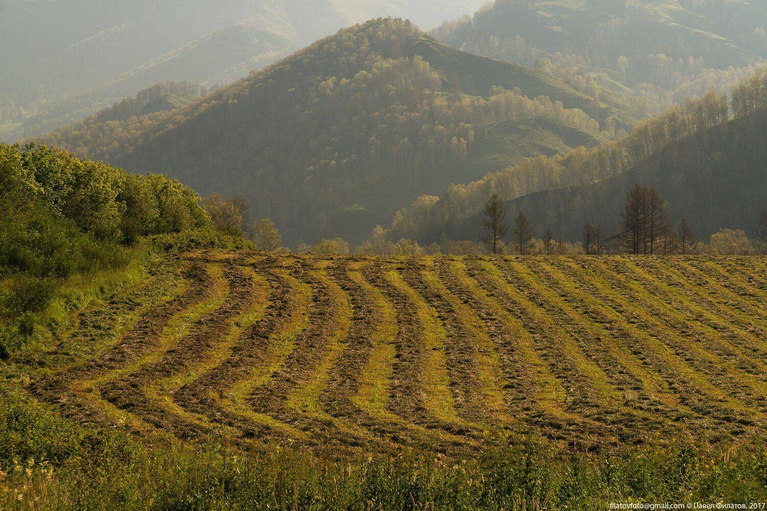 #алтай_чудеса_природы #алтай #сибирь #siberia #павел_филатов #pavel_filatov #filatovpavelaltai #сено #горы #луг #перспектива #лето, Павел Филатов