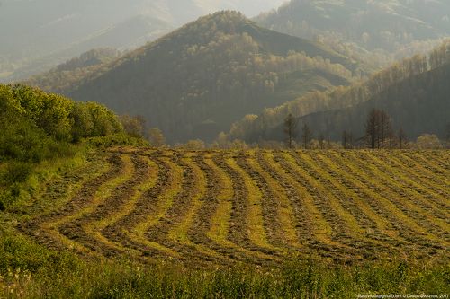 Скошенный луг