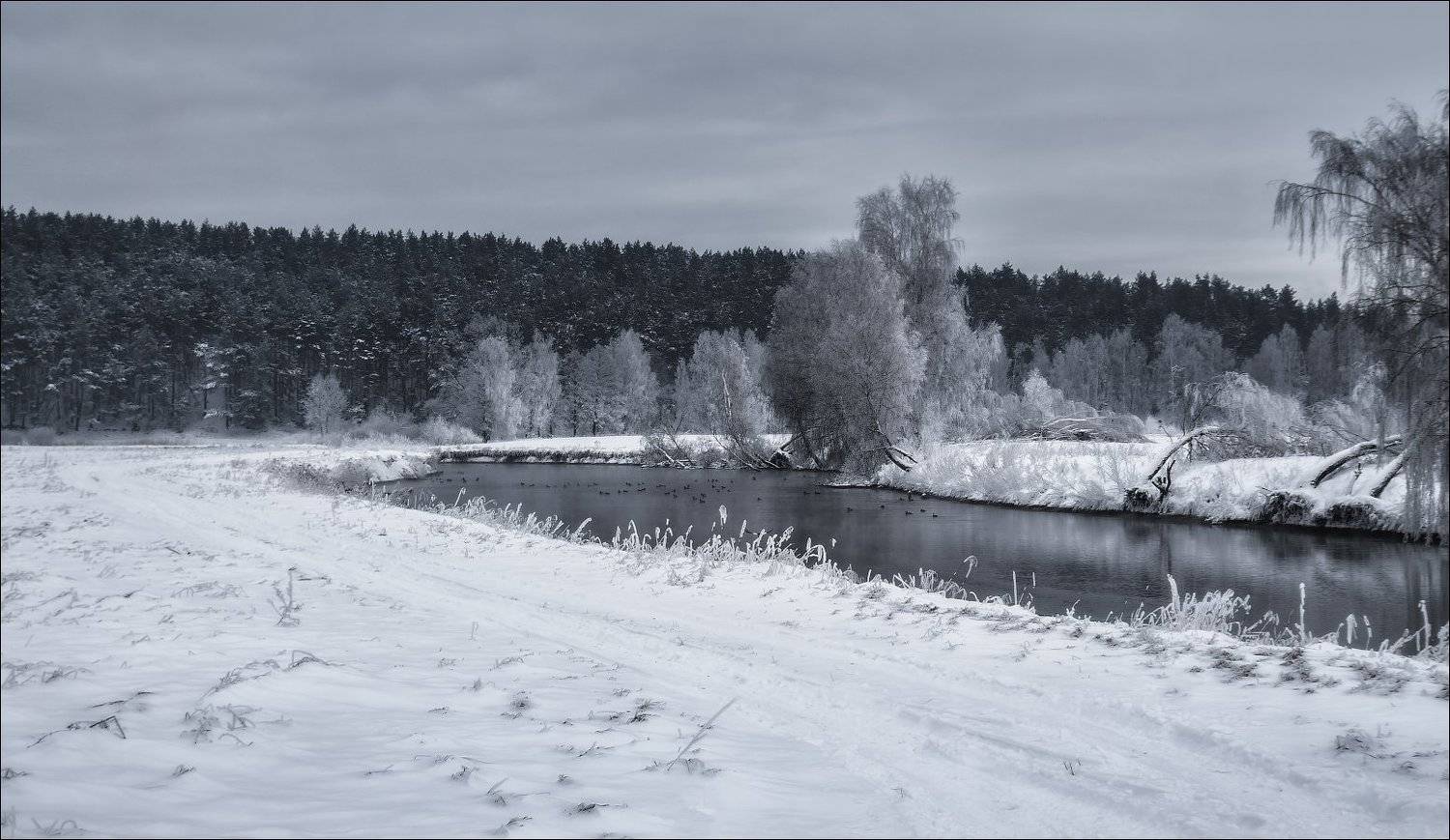 зима, река, свислочь, иней, лес,, Сергей Шабуневич