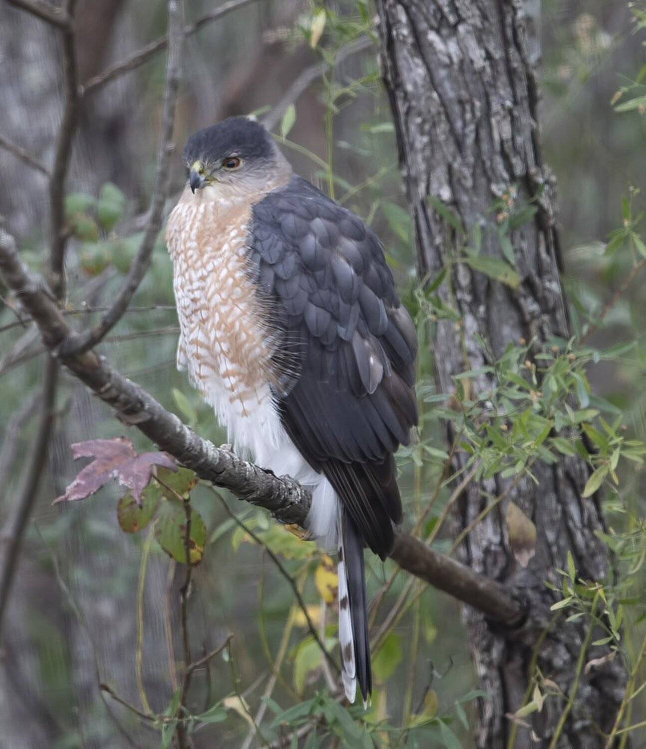 ястреб купера, cooper\'s hawk, hawk, ястреб, Elizabeth Etkind