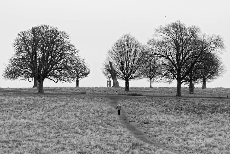 деревья, зима, черное белое, человек, парк Зимнее одиночество фото превью