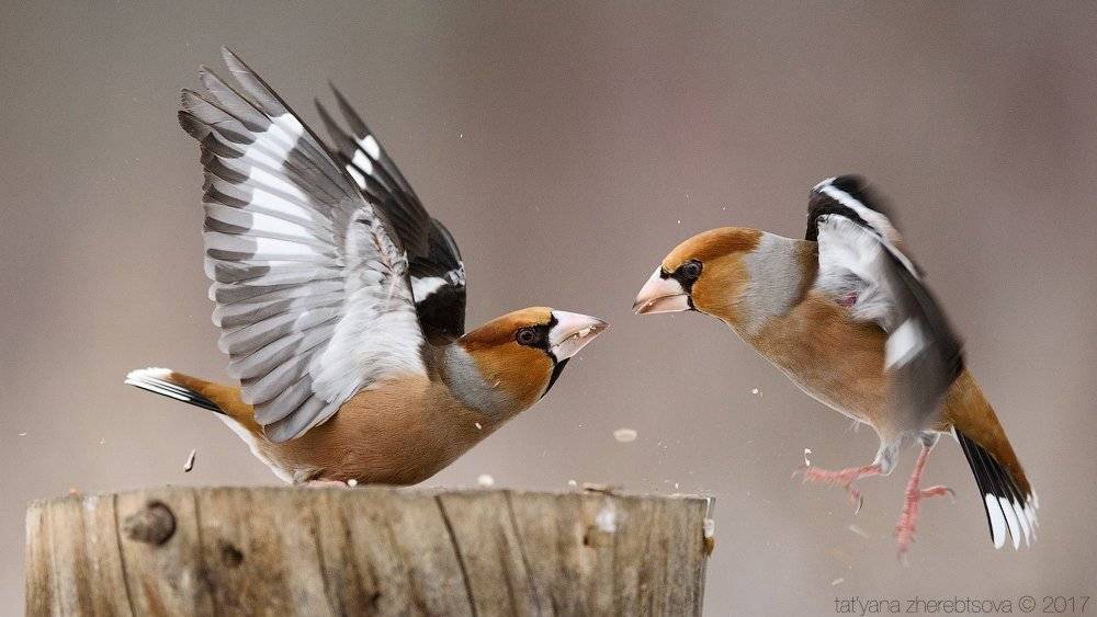 дубонос, my-mriya, hawfuinch, Татьяна Жеребцова