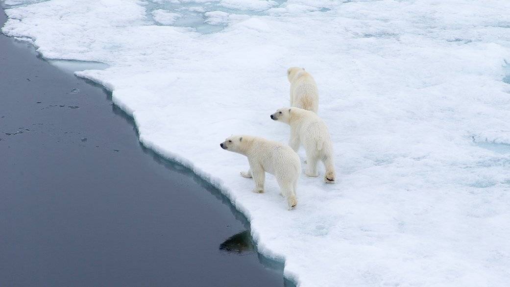 фотографандреевандрей, северныйполюс, northpole, арктика, arctic, ice, снег, лёд, круиз, expiditions, travel, белыймедведь, медведь, polarbear, животное, natgeowild, Андрей