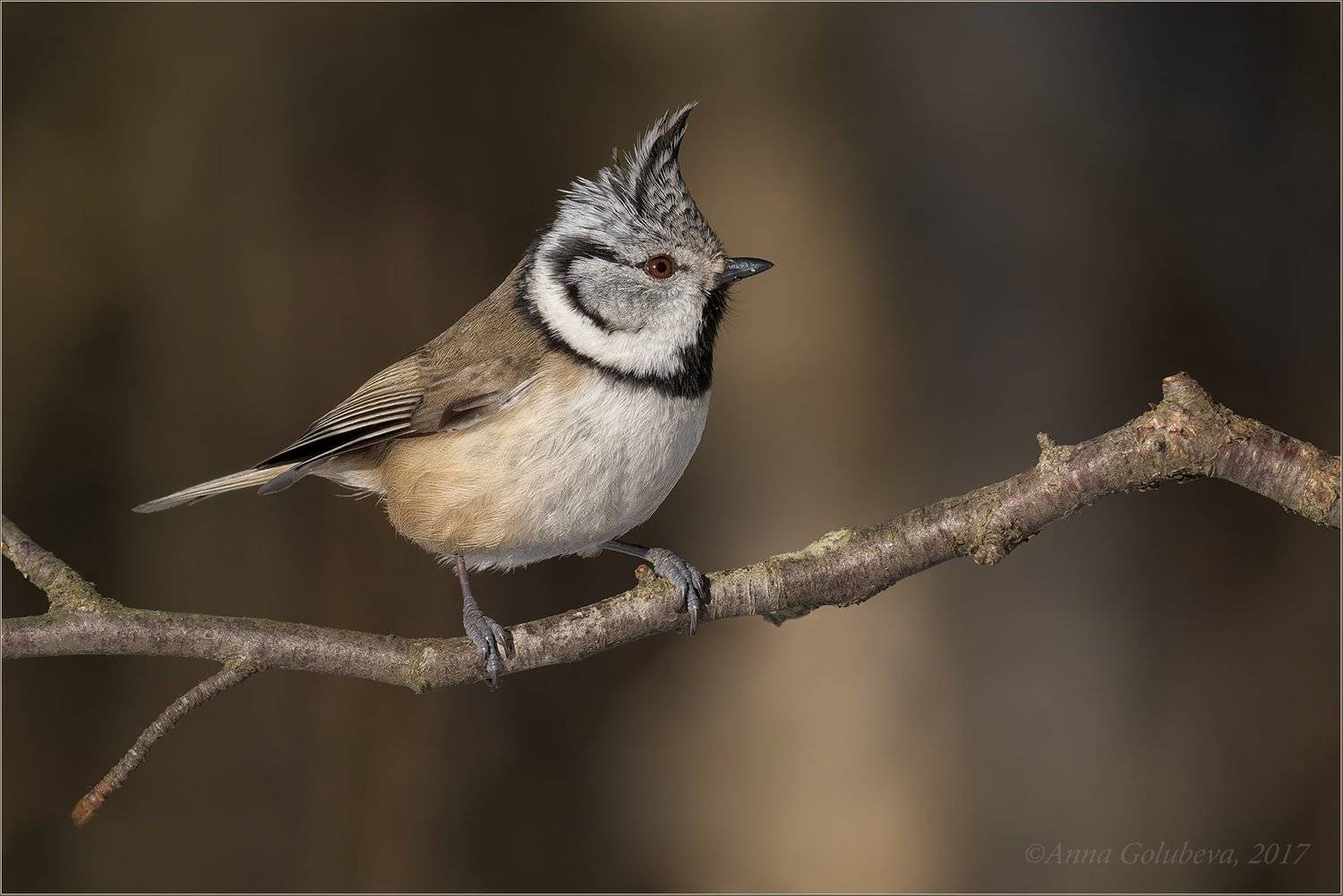природа, птицы, синица, хохлатая синица, parus cristatus, гренадёрка, зима, мороз, москва, зеленоград,2017, январь, Анна Голубева
