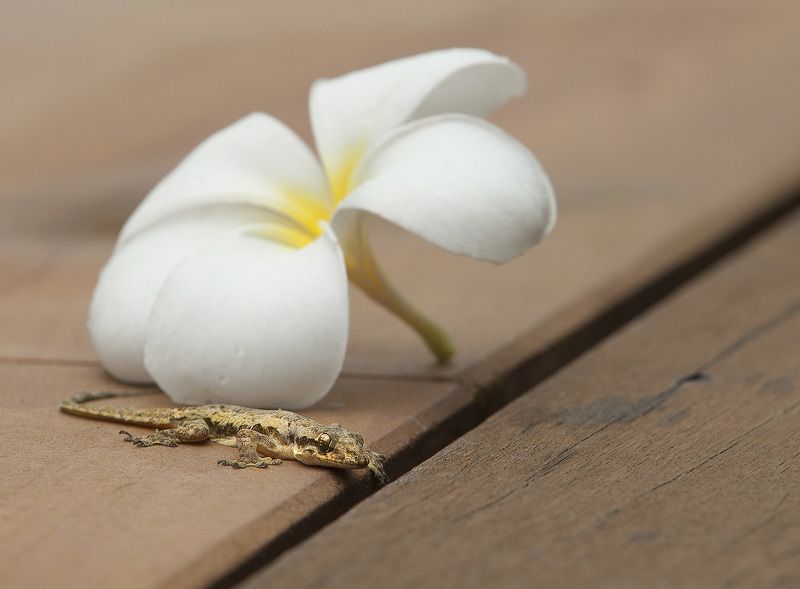 Геккон, Джунгли, Таиланд, Ящерица Подари мне немного тепла фото превью