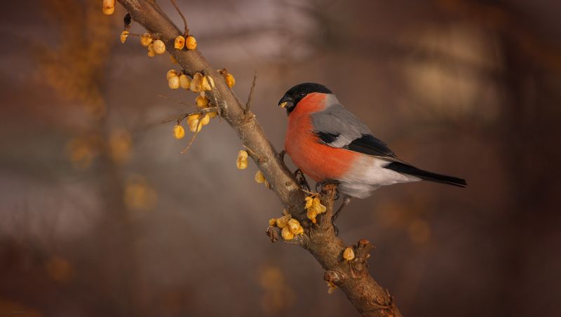 ... участок застолбил ! :) фото превью